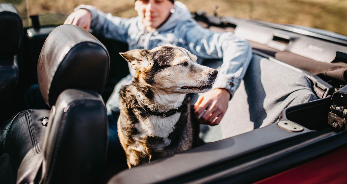 A man sits in a car with his dog, both looking out the window, enjoying a moment together.